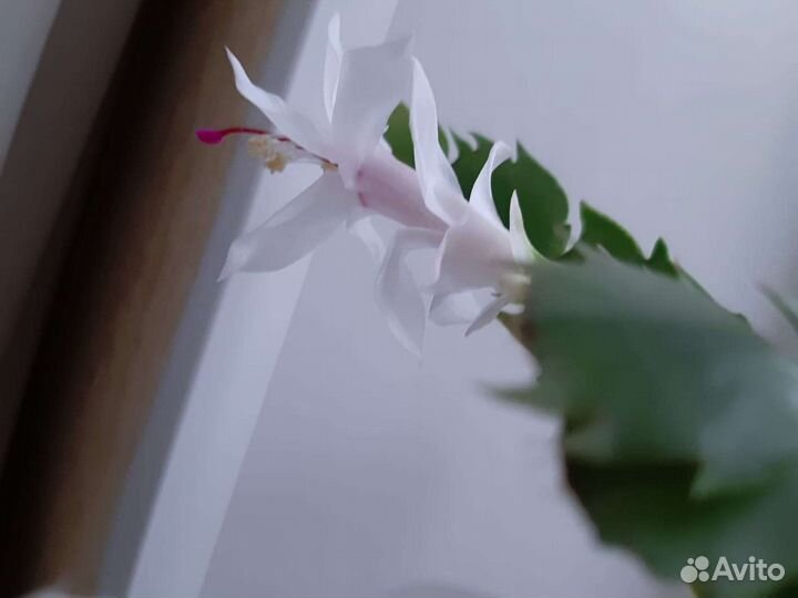 Шлюмбергера