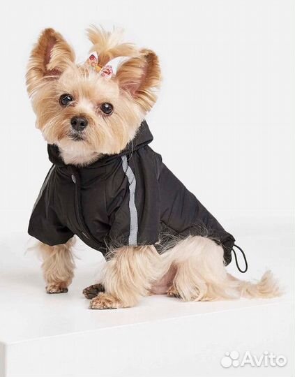 Карточка на собаку