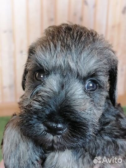 Щенки цвергшнауцера