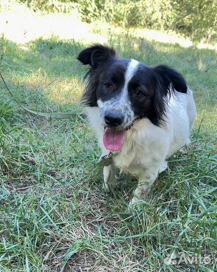 Собака в добрые руки