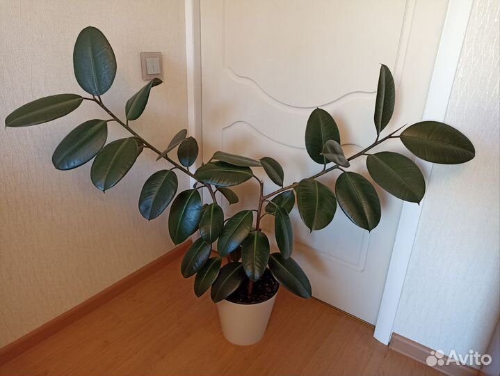 Фикус каучуконосный большой