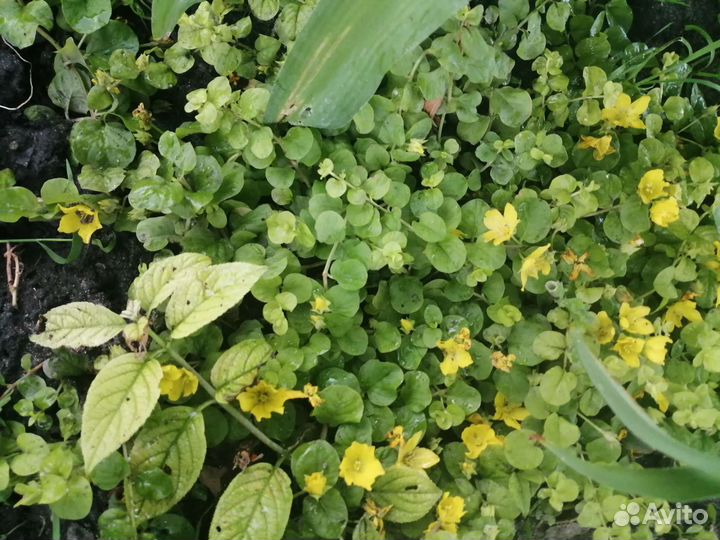 Первоцветы, почвопокровные