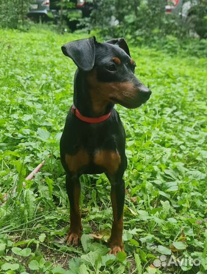 Цвергпинчер