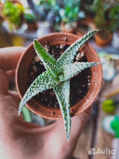 Алое Раухи 'Snow flake'