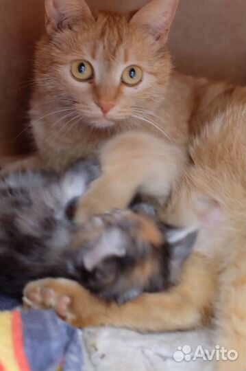 Котята бесплатно