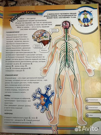 Тело человека