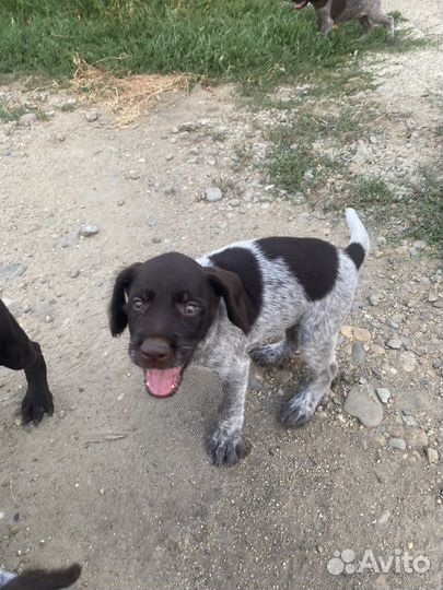 Продаю щенков Дратхаар