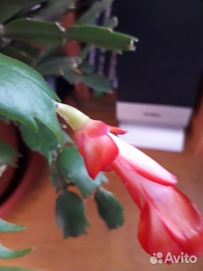 Декабрист шлюмбергера алый