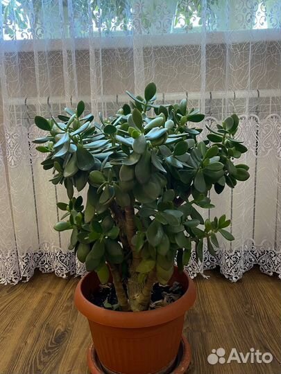 Денежное Дерево