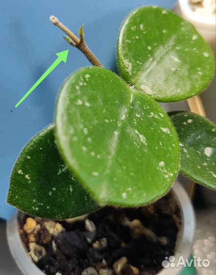 Хойя Матильда