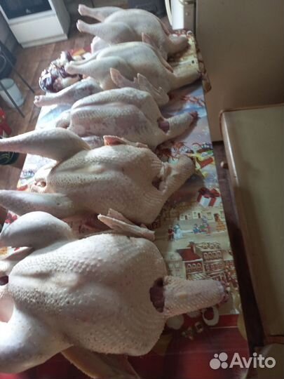 Индюки домашние