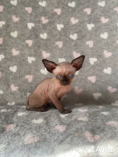 Котята сфинкс