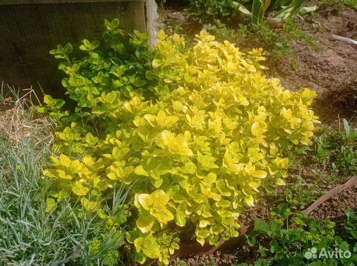 Душица желтолистная