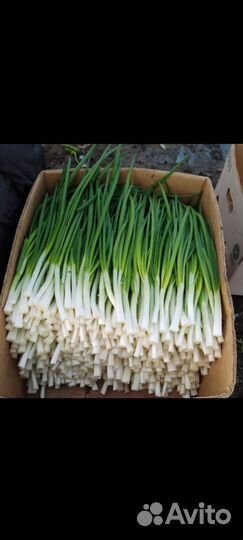 Лук перо. Сотрт Стардаст