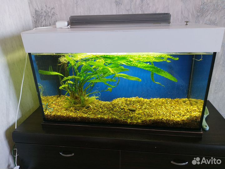 Аквариум на 150 литров