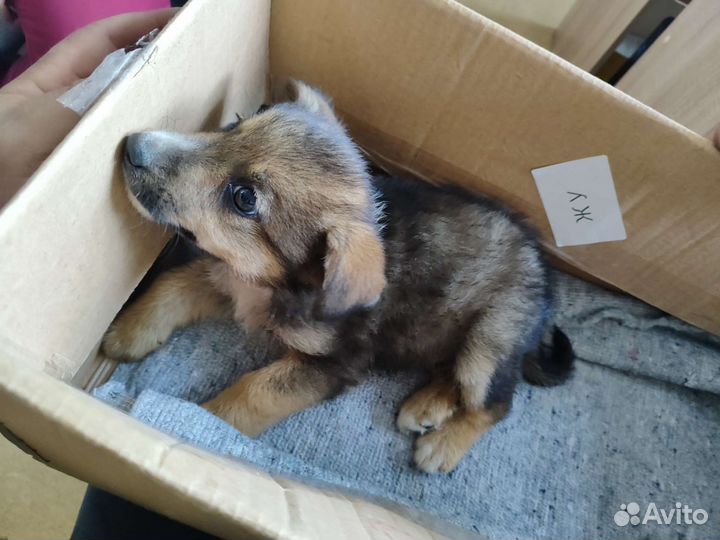 Щенок мальчик в добрые руки