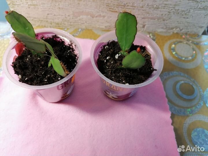 Укорененный Декабрист