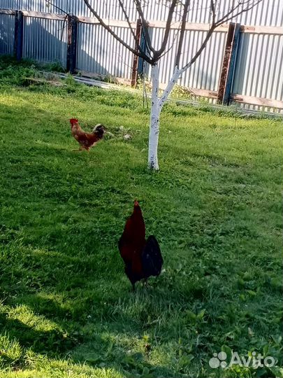 Молодые петушки