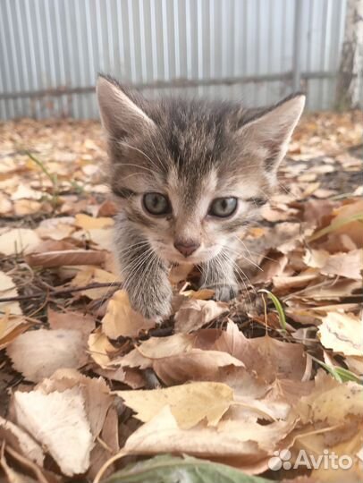 Котёнок в добрые руки