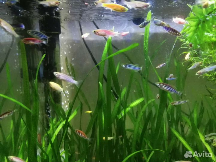 Аквариумные рыбки