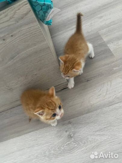 Кошки в добрые руки бесплатно