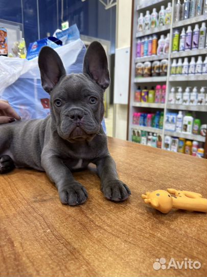 Французский бульдог щенки лиловый