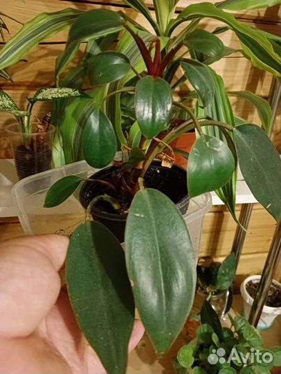 Филодендрон конго ред
