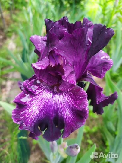 Ирисы бородатые сортовые