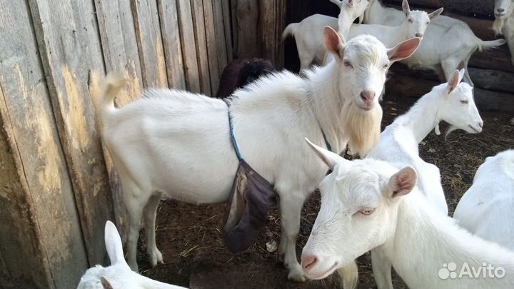 Зааненские дойные козы, козел