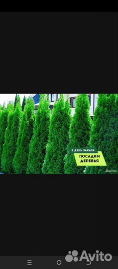 Туи смарагд