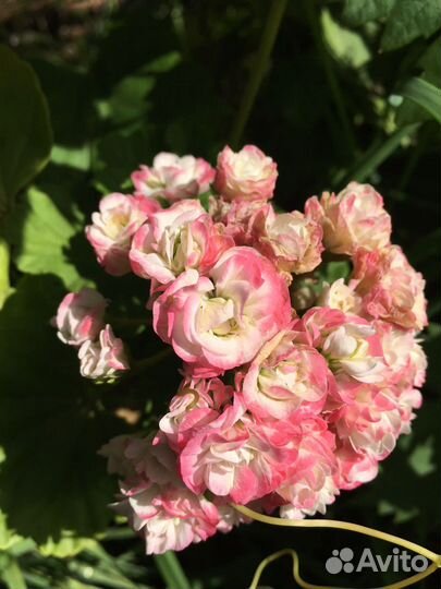 Герань пеларгония