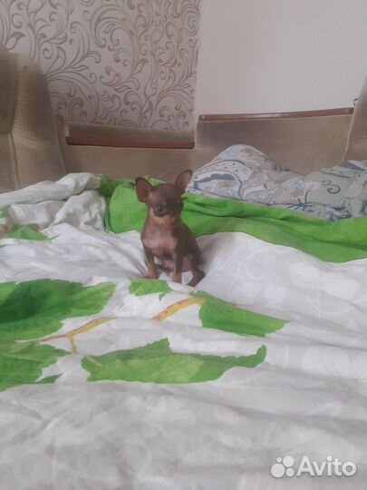 Мини той-терьер