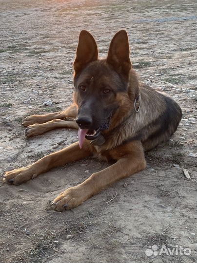 Немецкая овчарка