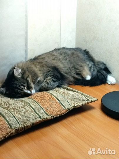 Кошка люся