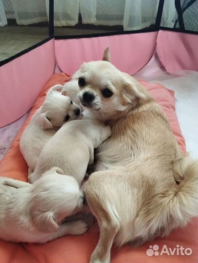 Продам щенков чихуахуа