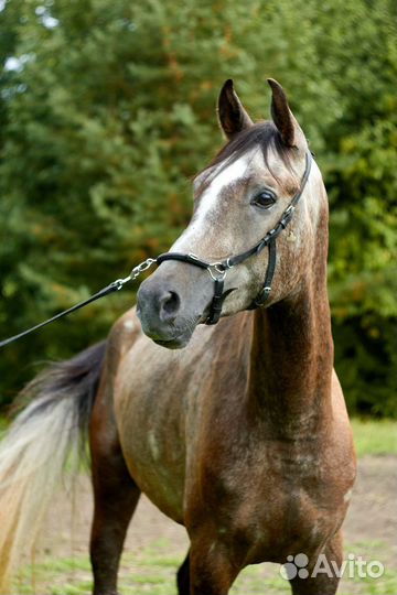 Продам лошадь