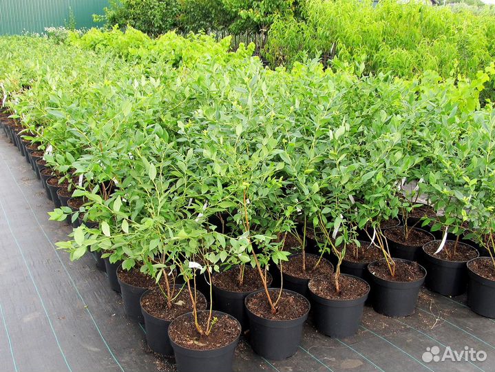 Саженцы голубики