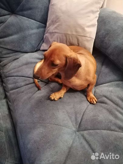 Такса вязка