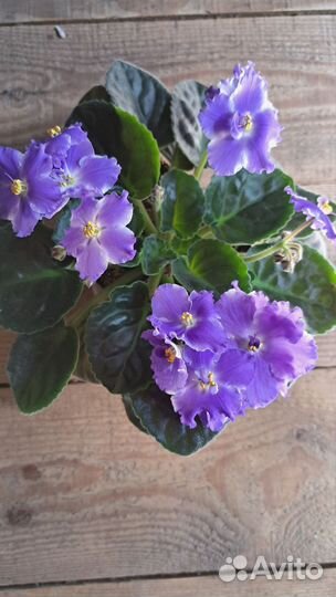 Комнатные цветы