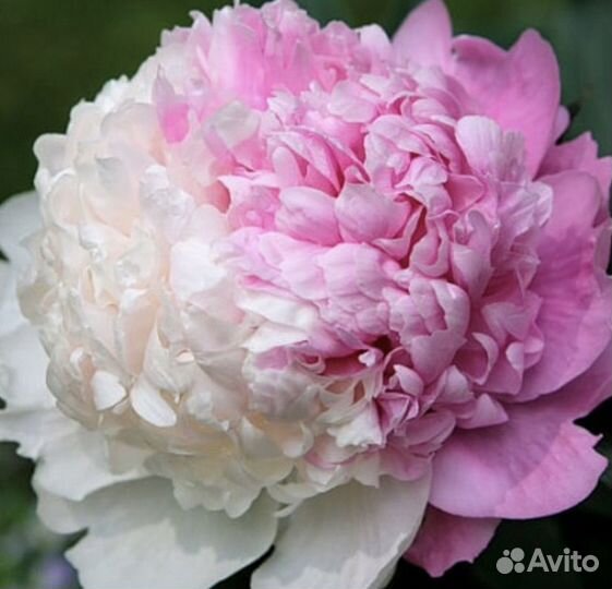 Пионы саженцы