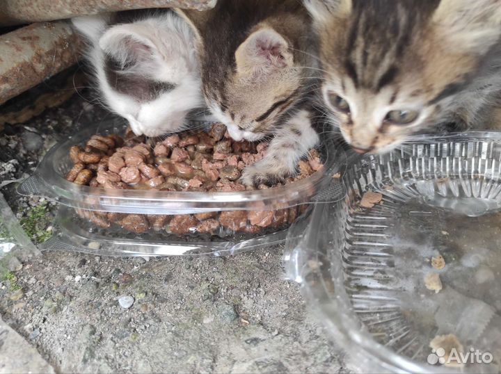 Котята в дар