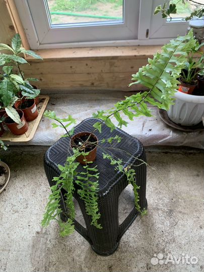 Нефролепис Japan,Флебодиум