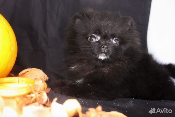 Померанский шпиц мини девочка