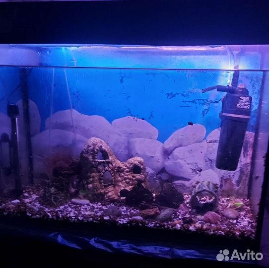 Аквариум с рыбками