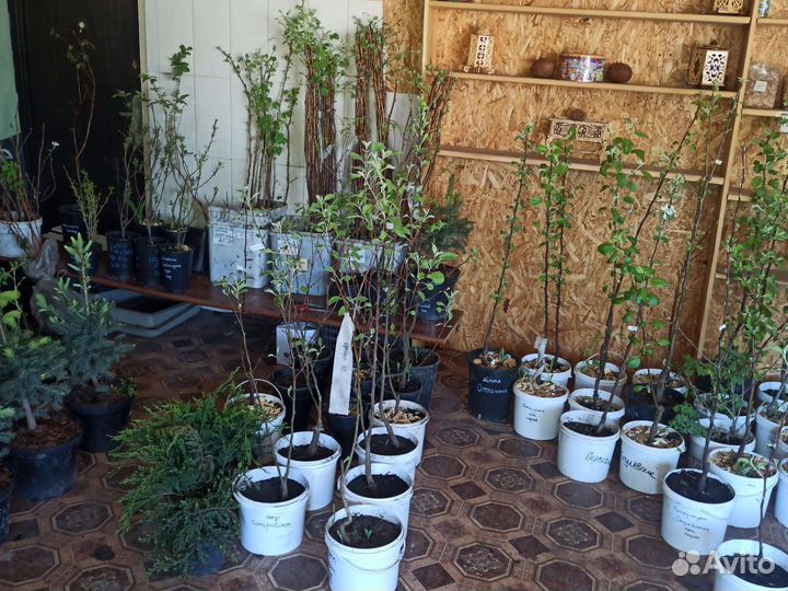 Саженцы груши и яблони