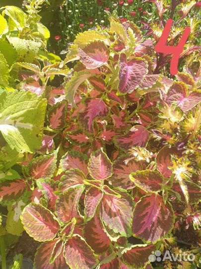 Колеусы срезы