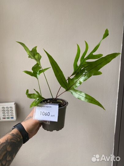 Папоротник микросорум