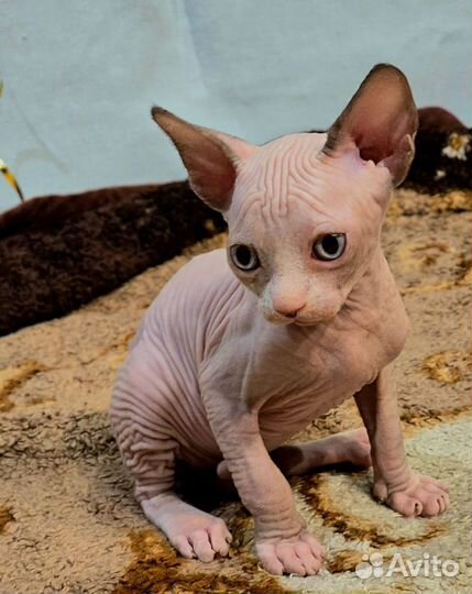 Канадский сфинкс