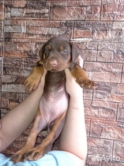 Доберман щенки