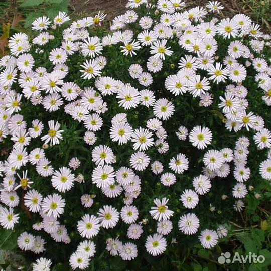 Садовые растения